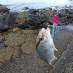 ダツ～！　に始まりヤズ・ネリゴ。